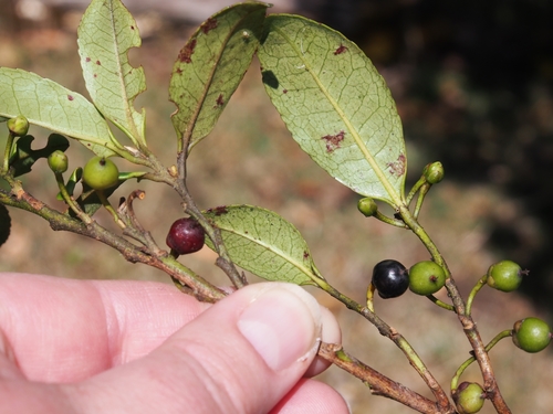 Cleyera theoides