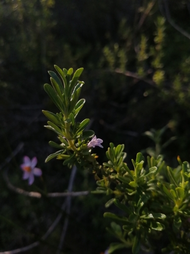Clinopodium chilense