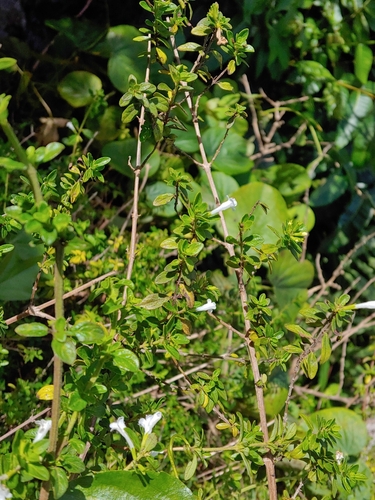 Clinopodium vimineum