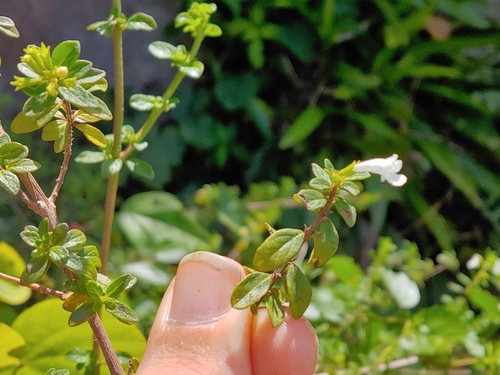 Clinopodium vimineum