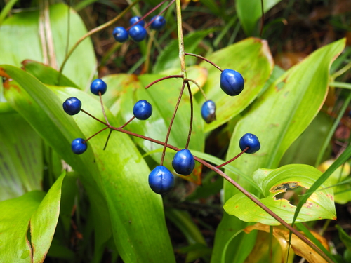 Clintonia udensis