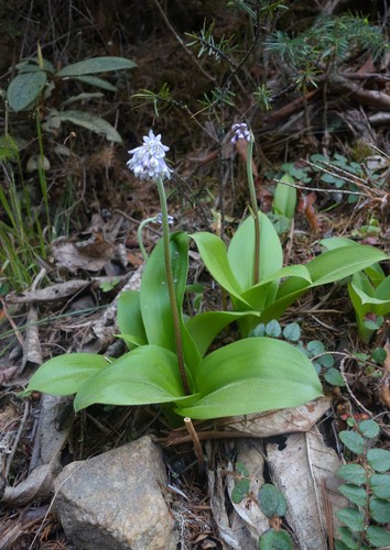 Clintonia udensis