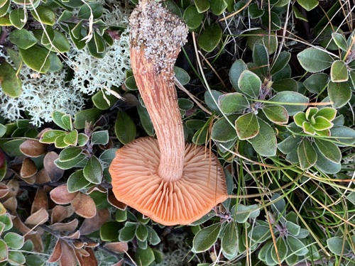 Clitocybe laccata