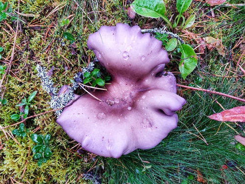 Clitocybe nuda