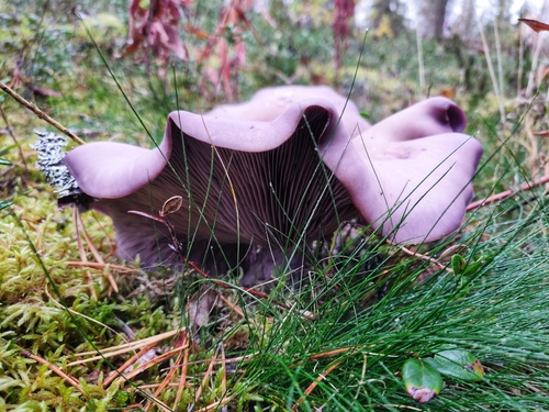 Clitocybe nuda