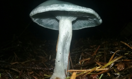 Clitocybe odora