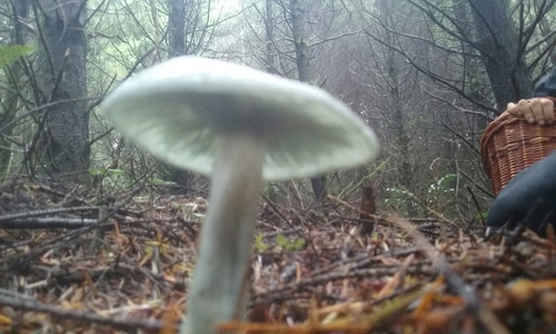 Clitocybe odora