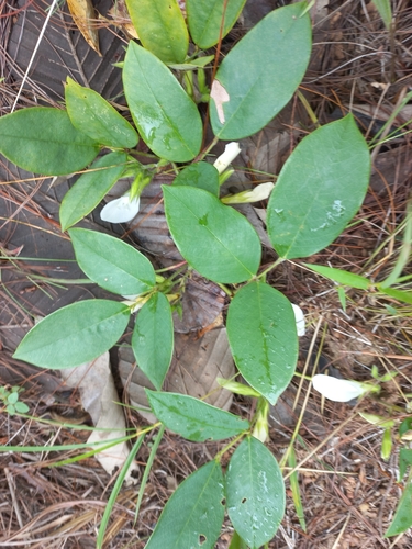 Clitoria macrophylla