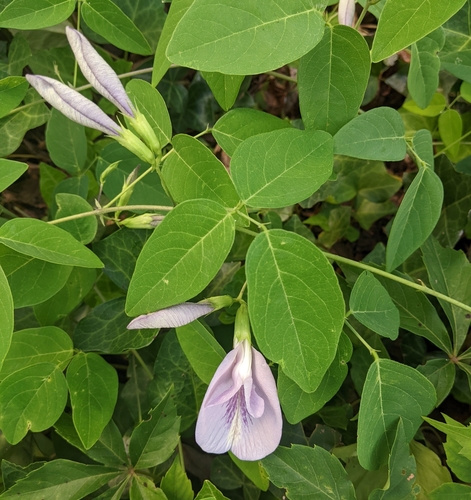 Clitoria mariana