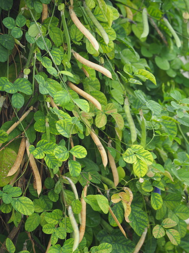 Clitoria ternatea