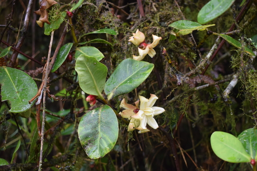 Clusia sphaerocarpa