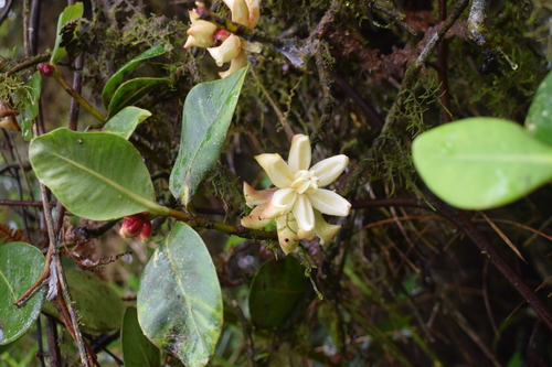 Clusia sphaerocarpa