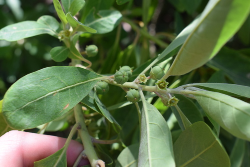 Clutia lanceolata
