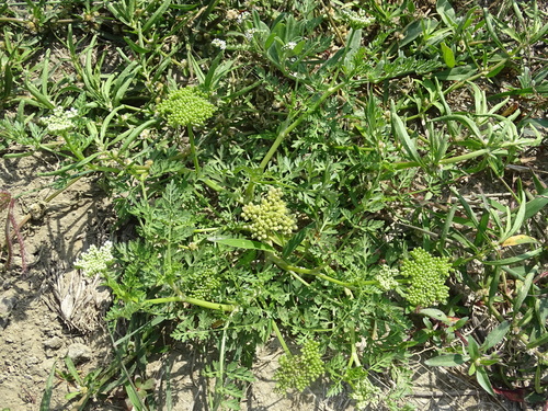 Cnidium monnieri