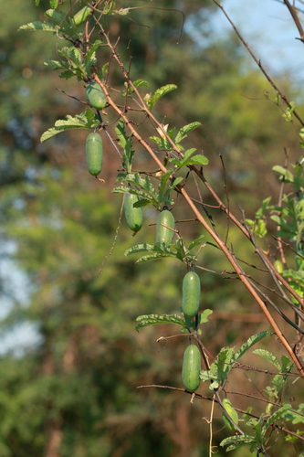 Coccinia adoensis