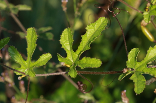 Coccinia adoensis