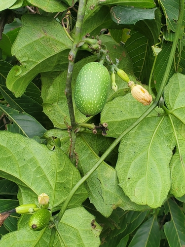 Coccinia barteri