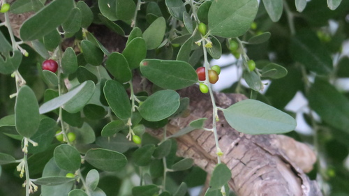 Cocculus pendulus