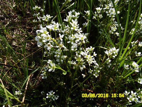 Cochlearia anglica