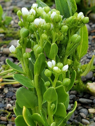 Cochlearia oblongifolia