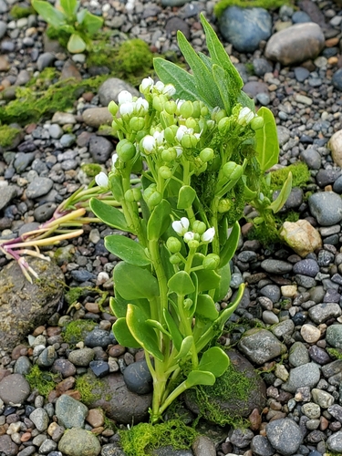 Cochlearia oblongifolia