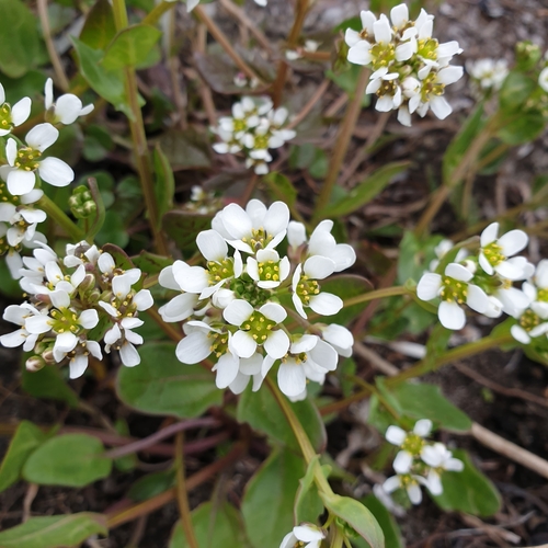 Cochlearia officinalis