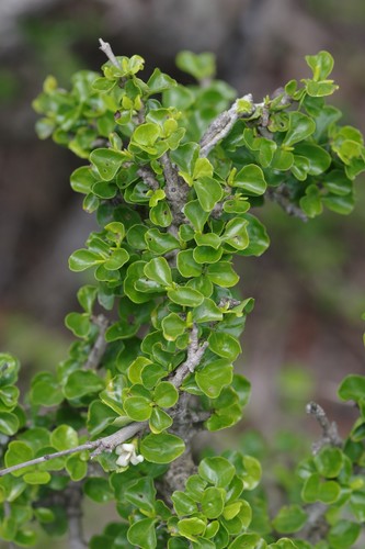 Coddia rudis