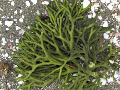 Codium fragile