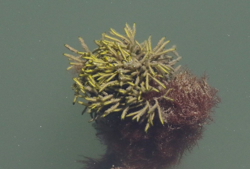 Codium fragile
