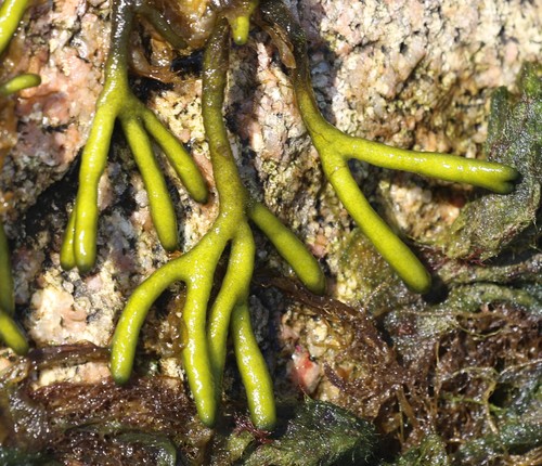 Codiaceae