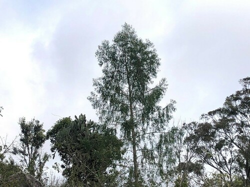 Codonocarpus attenuatus