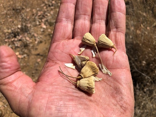 Codonocarpus attenuatus