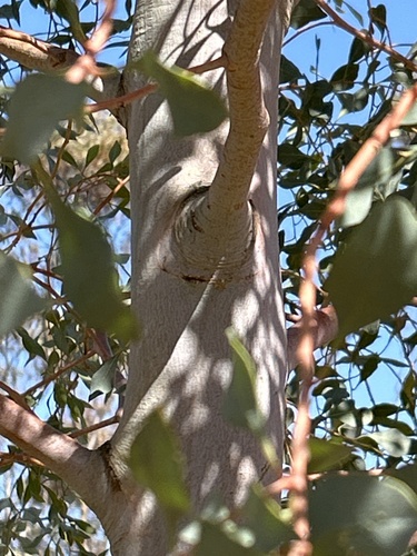 Codonocarpus cotinifolius