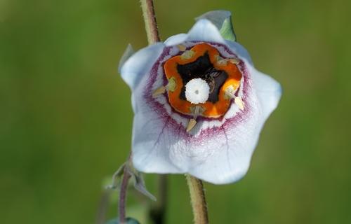 Codonopsis clematidea