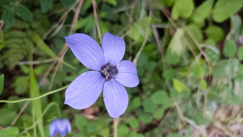 Codonopsis convolvulacea