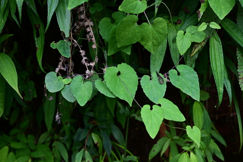 Codonopsis javanica