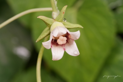 Codonopsis javanica