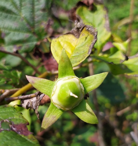 Codonopsis lanceolata