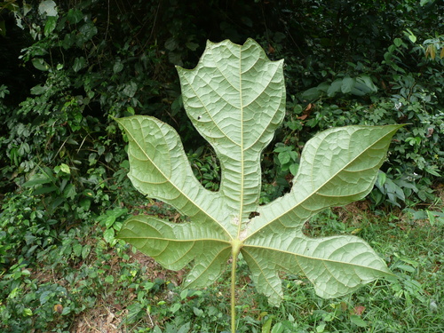 Cola caricifolia