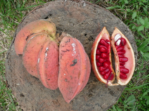 Cola chlamydantha