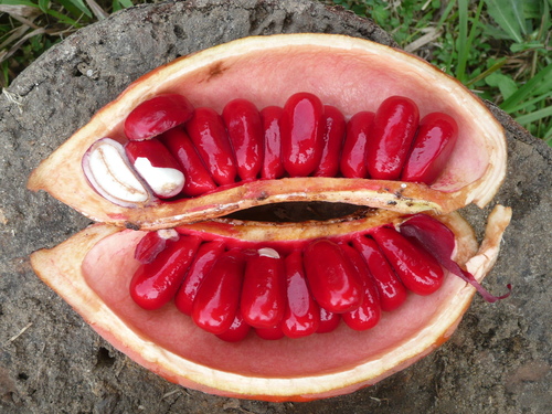 Cola chlamydantha