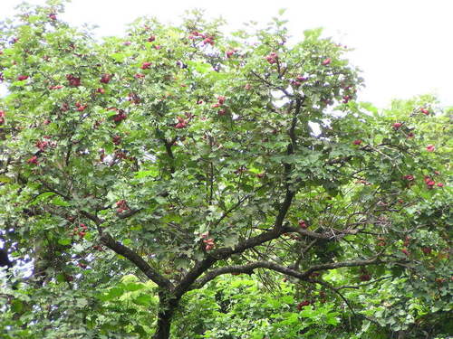 Cola cordifolia