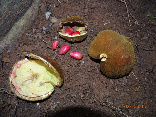 Cola gigantea