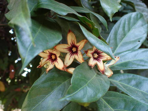 Cola nitida