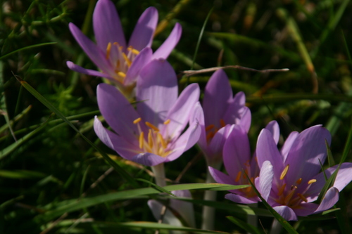 Autumn Crocus