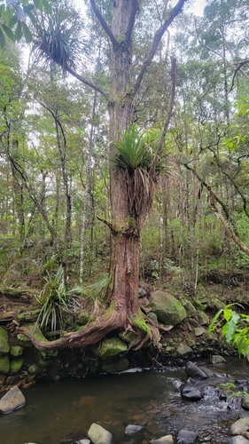 Collospermum hastatum