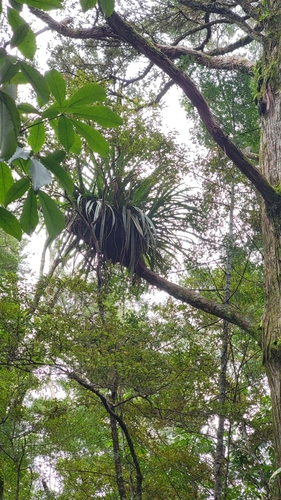 Collospermum hastatum