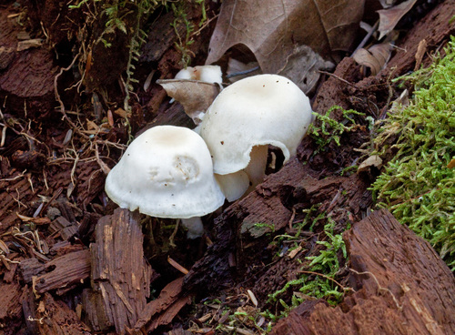 Collybia polyphylla