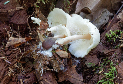 Collybia polyphylla
