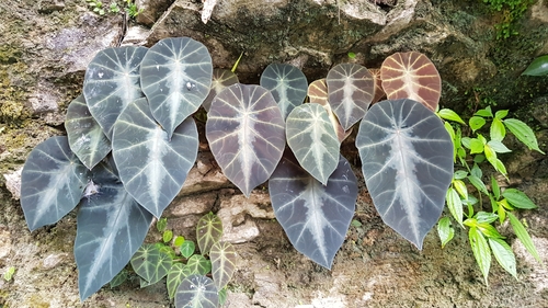 Colocasia affinis